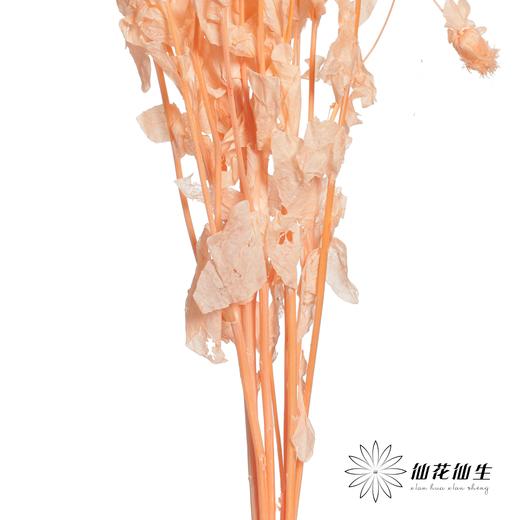 永生花材 | 橙菠萝香槟色 商品图3