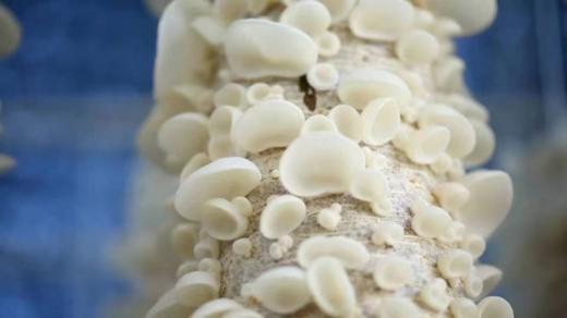 血管清道夫！🌈大兴安岭深山【樟子松有机白玉木耳】永辉商超在售❤️ 超市卖¥84 开团💰39起 比黑木耳营养价值高40倍❗ 商品图3