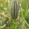 刘顺义生态香瓜 生态种植，不使用任何化肥、化学农药、化学杀虫剂、除草剂、膨大素，保果剂，激素， 采用人工除草生物防控； 地下深井水灌溉 商品缩略图7