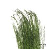 永生花材 | 小时草墨绿 商品缩略图2