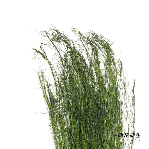 永生花材 | 小时草墨绿 商品图2