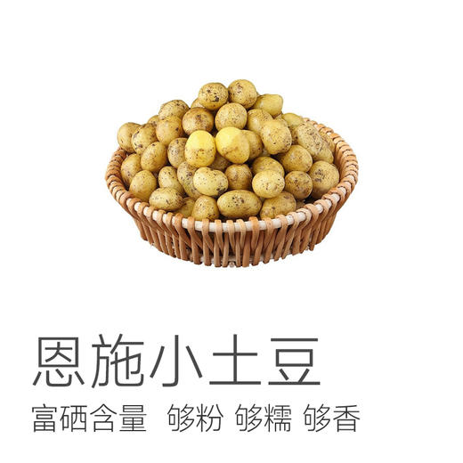 【预售3天】【恩施小土豆】5斤装 （乒乓球大小） 采用最原始种植方式  硒含量出众  皮薄肉紧  粉糯清香  百吃不厌  怎么做家里老少都爱吃~ 商品图1