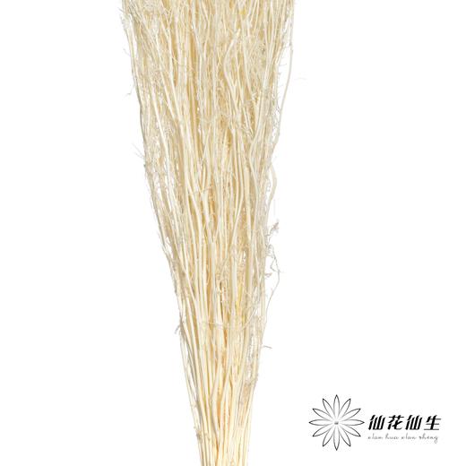 永生花材 | 小时草白色 商品图1