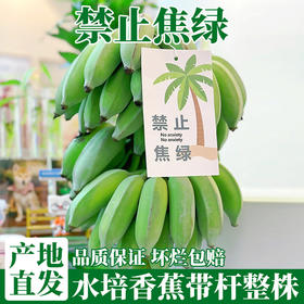 【禁止蕉绿 好吃好玩】广西 水培香蕉 可食用小米蕉 软糯酸甜桌面水培