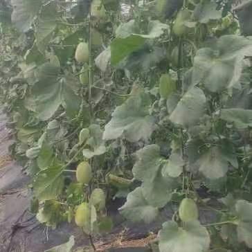 刘顺义生态香瓜 生态种植，不使用任何化肥、化学农药、化学杀虫剂、除草剂、膨大素，保果剂，激素， 采用人工除草生物防控； 地下深井水灌溉 商品图9