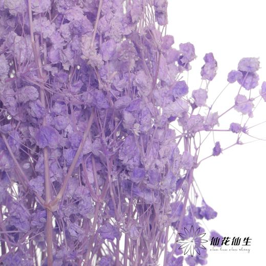 永生花材 | 梦幻星紫色 商品图3