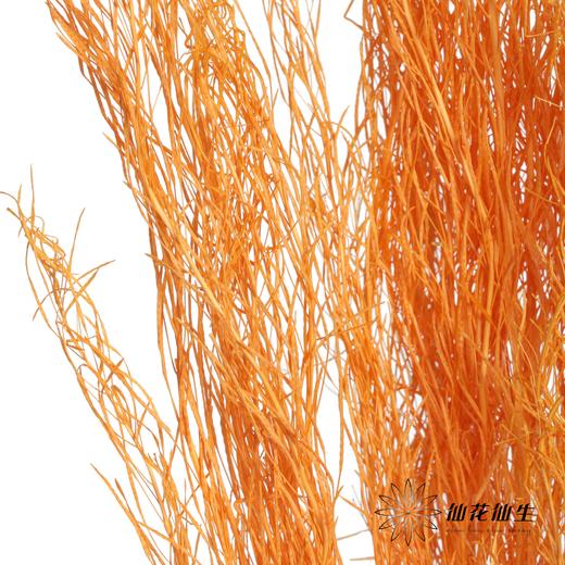 永生花材 | 小时草橙色 商品图3