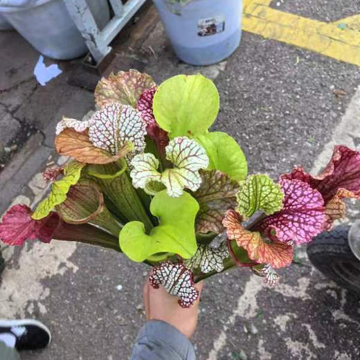 瓶子草 商品图3