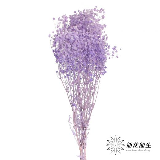 永生花材 | 梦幻星紫色 商品图0