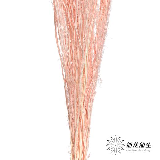 永生花材 | 小时草粉色 商品图1