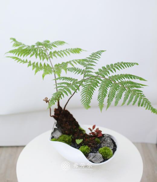 红鳞蕨盆栽 商品图0
