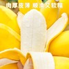 正宗苹果蕉香蕉新鲜水果9斤装 商品缩略图3