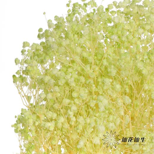 永生花材 | 梦幻星绿色 商品图1