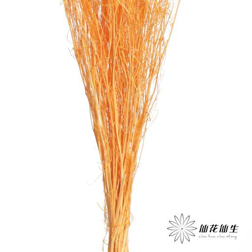 永生花材 | 小时草橙色 商品图2