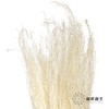 永生花材 | 小时草白色 商品缩略图2