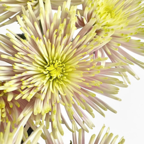 乌拉粉丨品牌烟花菊丨10支