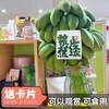 【禁止蕉绿 好吃好玩】广西 水培香蕉 可食用小米蕉 软糯酸甜桌面水培 商品缩略图1