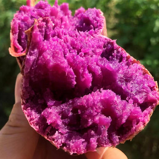【溏心紫芋】精选薯苗 香甜软糯 薯香浓郁（好吃的地瓜） 商品图1