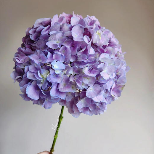 浅紫丨绣球丨1株 商品图0