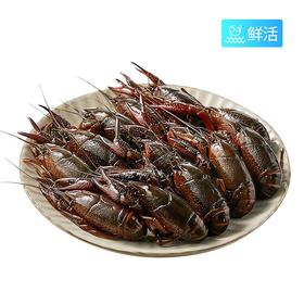 QL小龙虾（约500g）