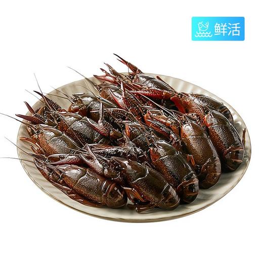 QL小龙虾（约500g） 商品图0