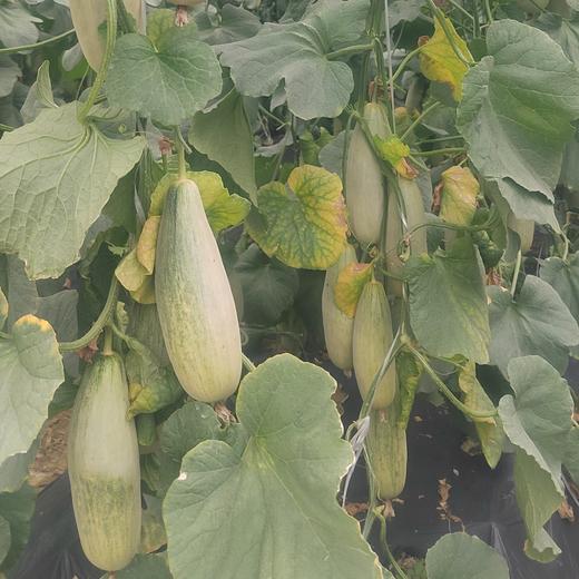 刘顺义生态香瓜 生态种植，不使用任何化肥、化学农药、化学杀虫剂、除草剂、膨大素，保果剂，激素， 采用人工除草生物防控； 地下深井水灌溉 商品图8