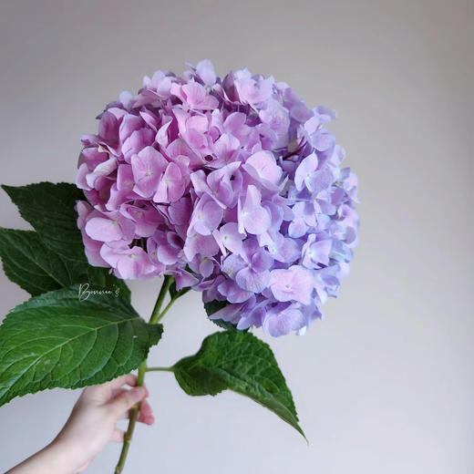 浅紫丨绣球丨1株 商品图2