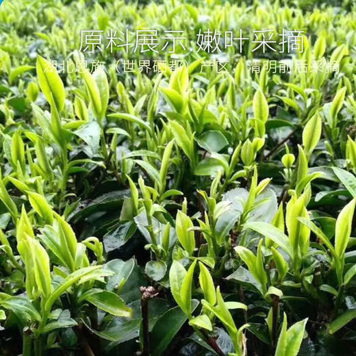 蓝焙 2024新春茶湖北高山茶富硒雨前二级恩施玉露醇香9号硒茶蒸青绿茶 恩施玉露醇香9号100克*1袋 商品图5