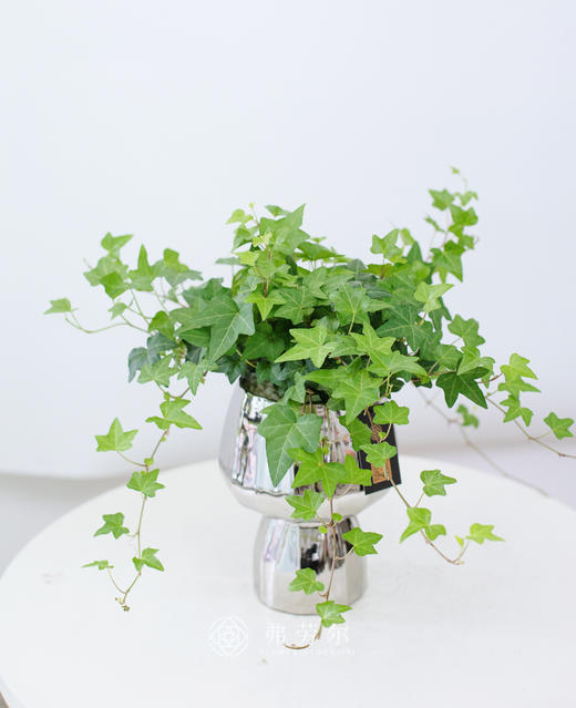 常春藤 商品图0