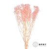 永生花材 | 梦幻星粉色 商品缩略图0