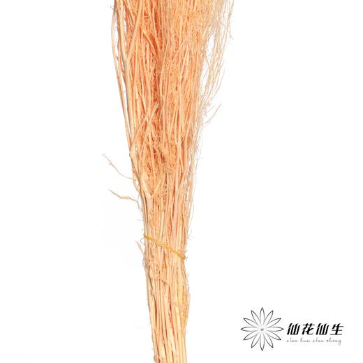 永生花材 | 小时草香槟 商品图2