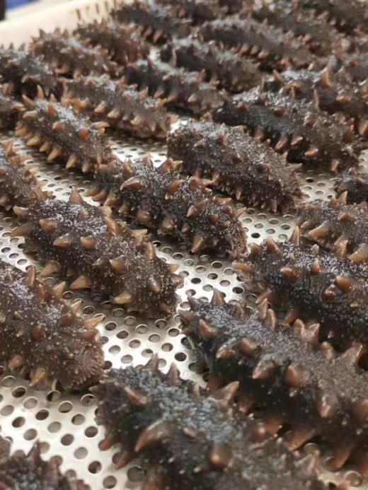 青岛海鲜即食底播海参8-10只深海鲜活海参开袋速食 商品图2