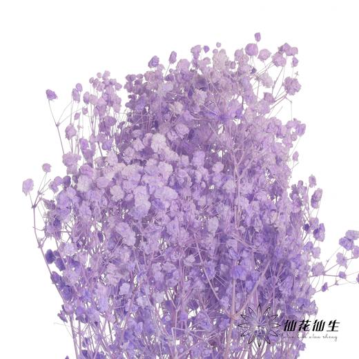永生花材 | 梦幻星紫色 商品图1