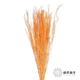永生花材 | 小时草橙色