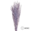 永生花材 | 小时草紫色 商品缩略图0