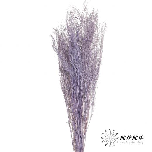 永生花材 | 小时草紫色 商品图0