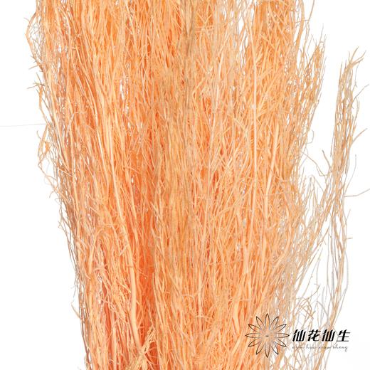 永生花材 | 小时草香槟 商品图1