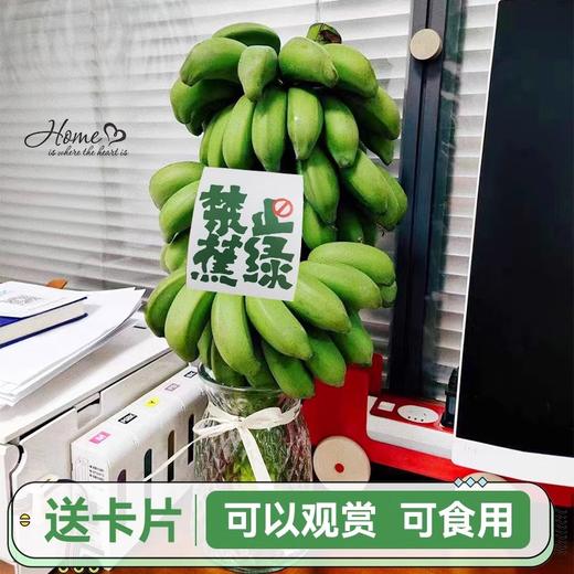 【禁止蕉绿 好吃好玩】广西 水培香蕉 可食用小米蕉 软糯酸甜桌面水培 商品图2