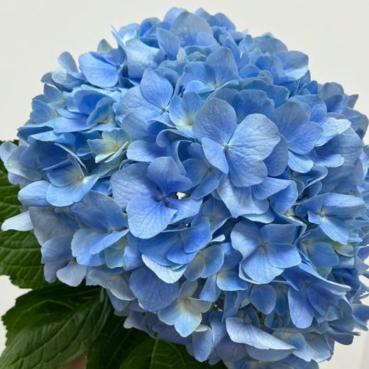 海蓝丨绣球丨1株 商品图2