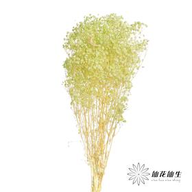 永生花材 | 梦幻星绿色