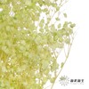 永生花材 | 梦幻星绿色 商品缩略图3