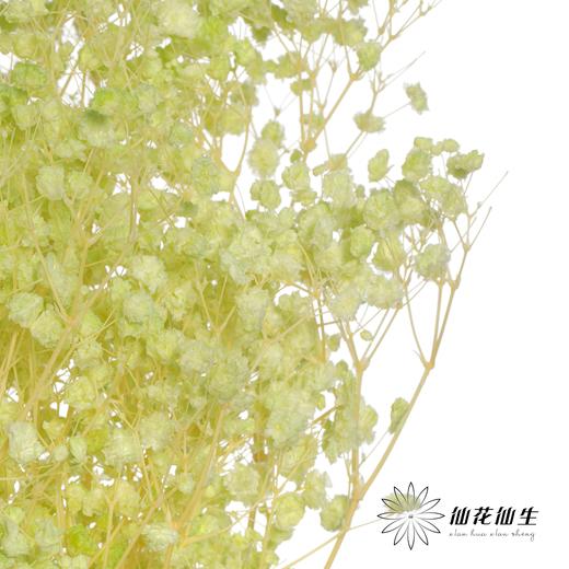 永生花材 | 梦幻星绿色 商品图3