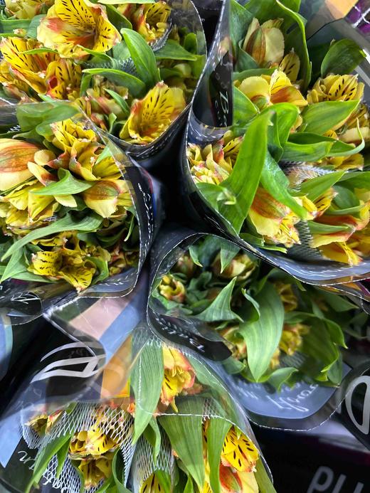 【进口六出花】橙色 5枝 商品图3