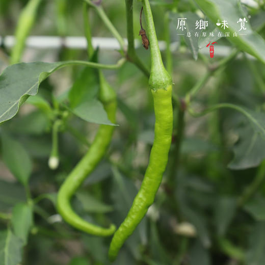 生态青椒/二荆条辣椒/牛角椒（农场直发-顺丰包邮）｜ 成都郫都区基地【原乡农场，自产自销】 商品图6