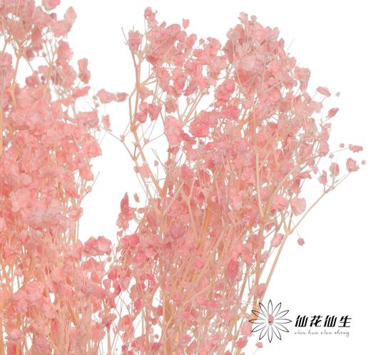 永生花材 | 梦幻星粉色 商品图3