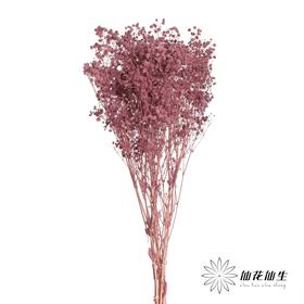 永生花材 | 梦幻星葡萄紫