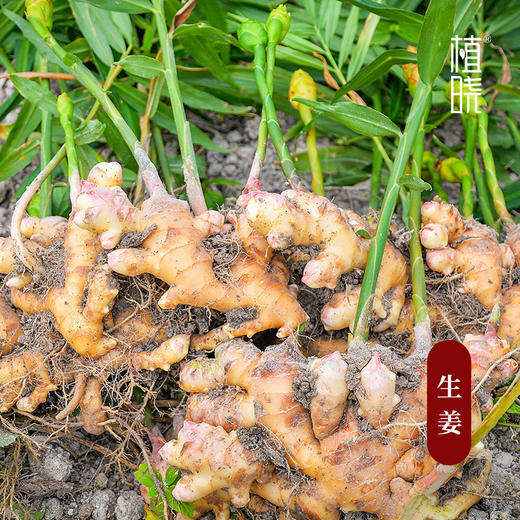 植晓 生姜精油 5ml 商品图1