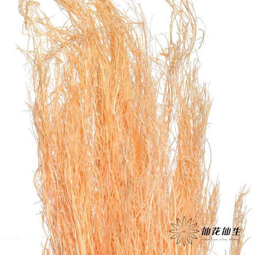 永生花材 | 小时草香槟 商品图3