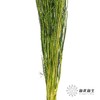 永生花材 | 小时草墨绿 商品缩略图1