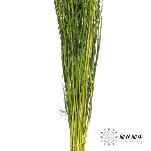 永生花材 | 小时草墨绿 商品图1